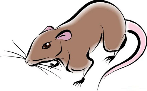 Earth Rat Chinese Zodiac meaning personality traits compatibility 2008 Earth Rat year